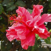 Flower in Tarata